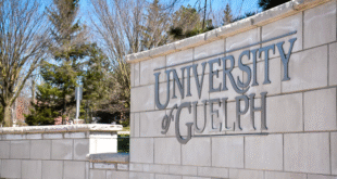 guelph University